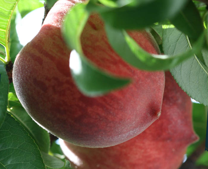 Vous faire jouir par les seins à PARIS 14 - annonce Wannonce