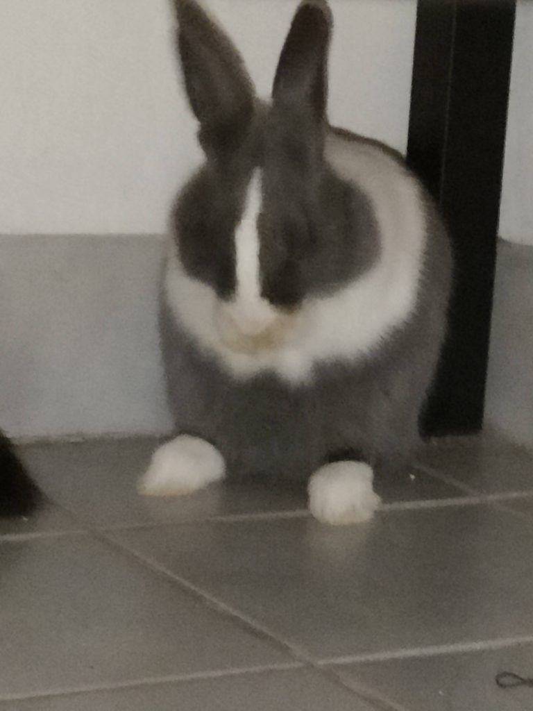 Soumis pour femme esclave pour le plaisir à NARBONNE - annonce Wannonce