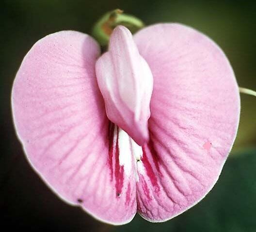 Juste apprivoiser et câliner une petite chatte à GIVRAND - annonce Wannonce