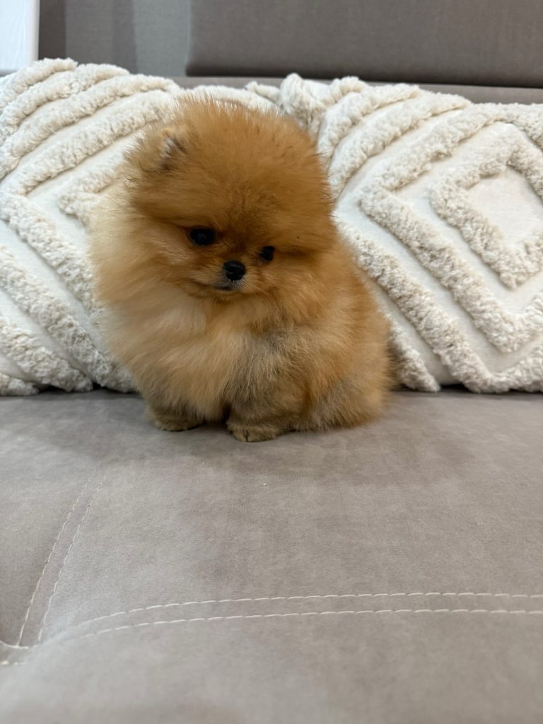 Adorables chiots Spitz de Poméranie nain orange à AMANCEY - annonce Wannonce