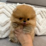 Adorables chiots Spitz de Poméranie nain orange à AMANCEY - annonce Wannonce - photo 2