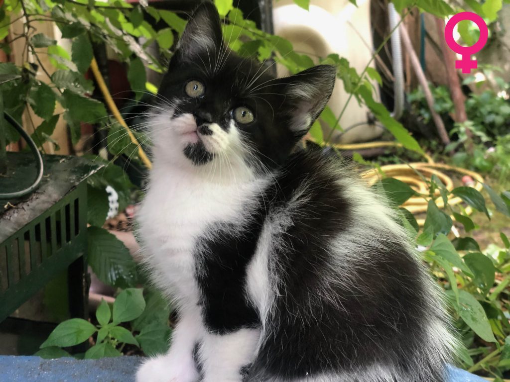Chatons très mignons pour adoption à MONTREUIL - annonce Wannonce