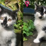 Chatons très mignons pour adoption à MONTREUIL - annonce Wannonce - photo 2