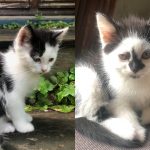 Chatons très mignons pour adoption à MONTREUIL - annonce Wannonce - photo 3