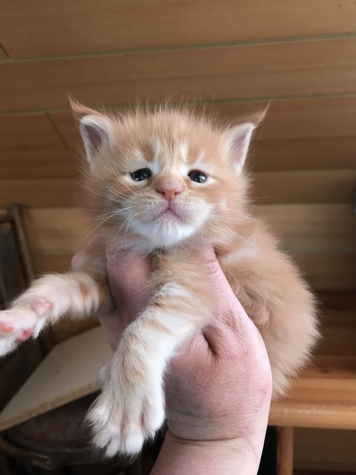 Magnifiques chats à vendre, très affectueux et en bonne santé à PARIS 07 - annonce Wannonce
