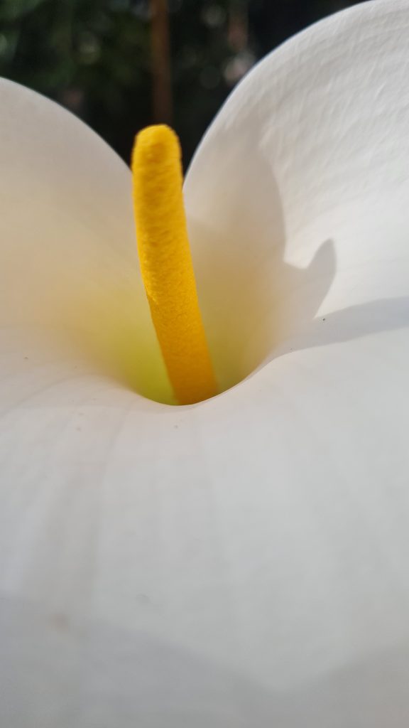 Femme mariée naturiste cherche masseur à CHAMPAGNEY - annonce Wannonce